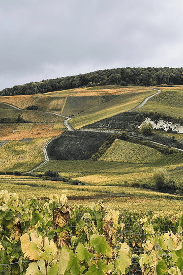 Champagne, France - Osomm