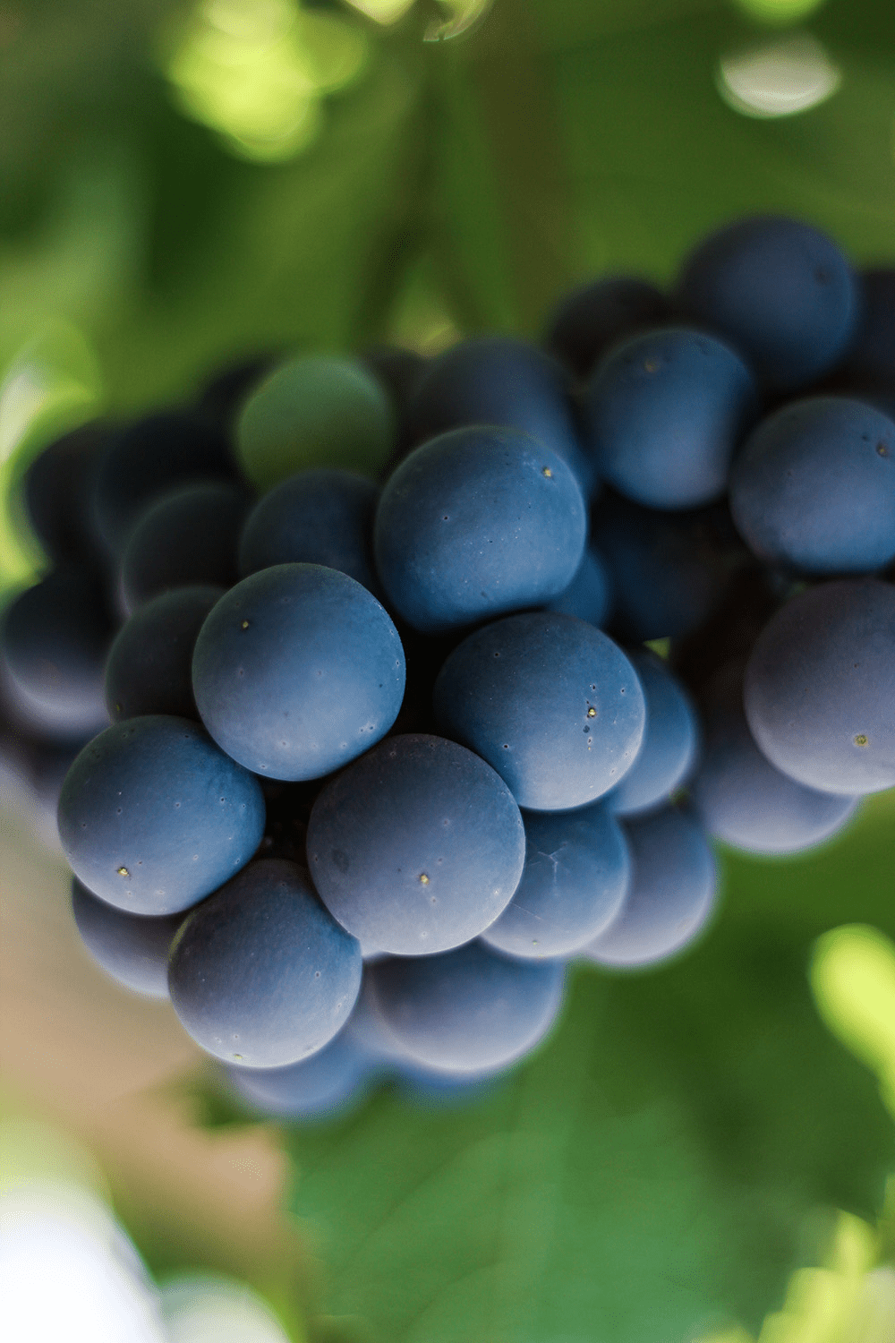 Organic Wines - Osomm