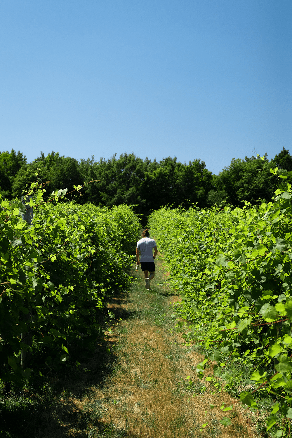 Sustainable Wines - Osomm
