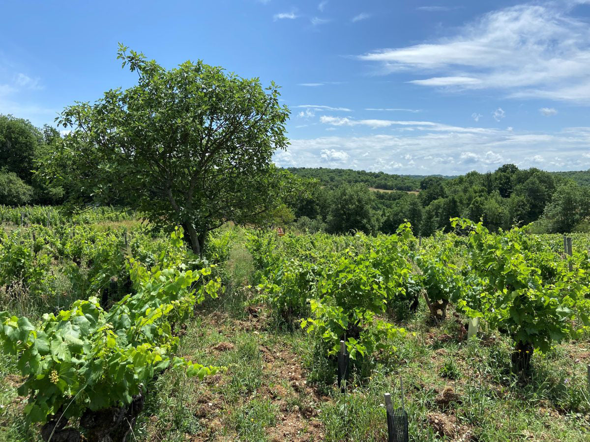 Mas Del Perié - Fabien Jouves