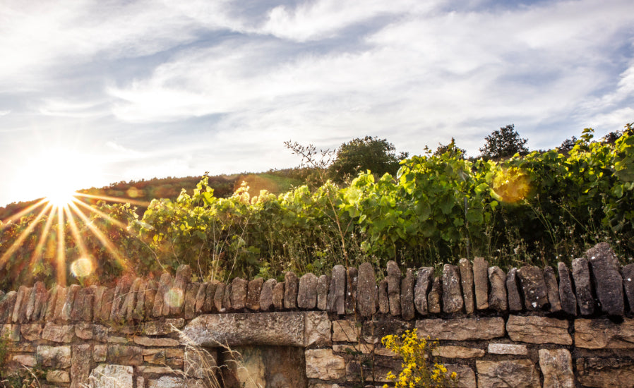 Domaine Quentin jeannot