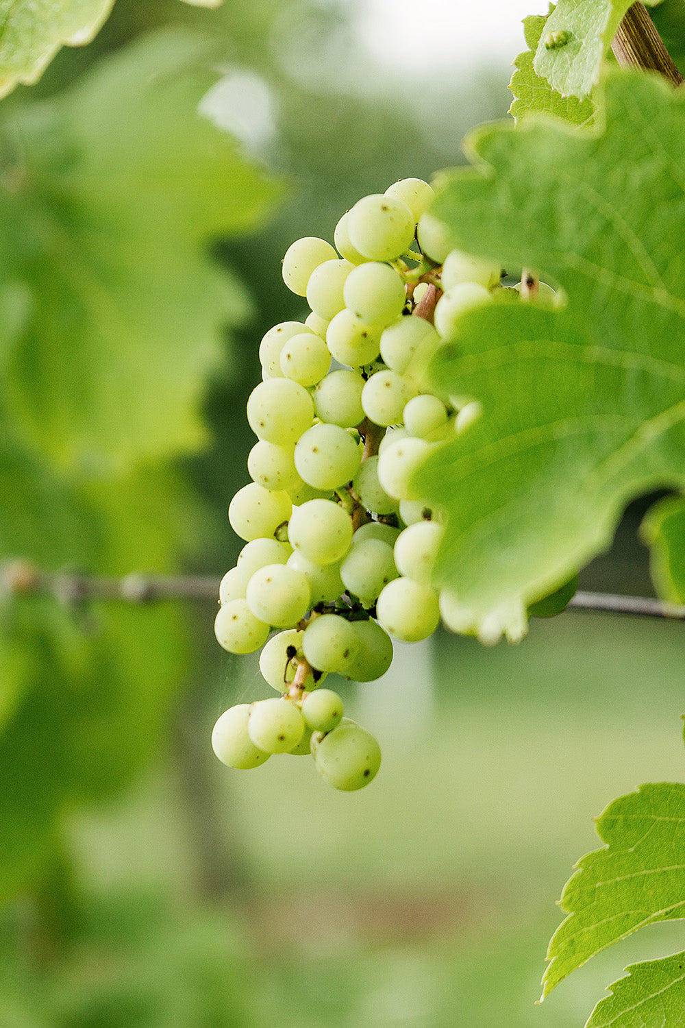 Chenin Blanc