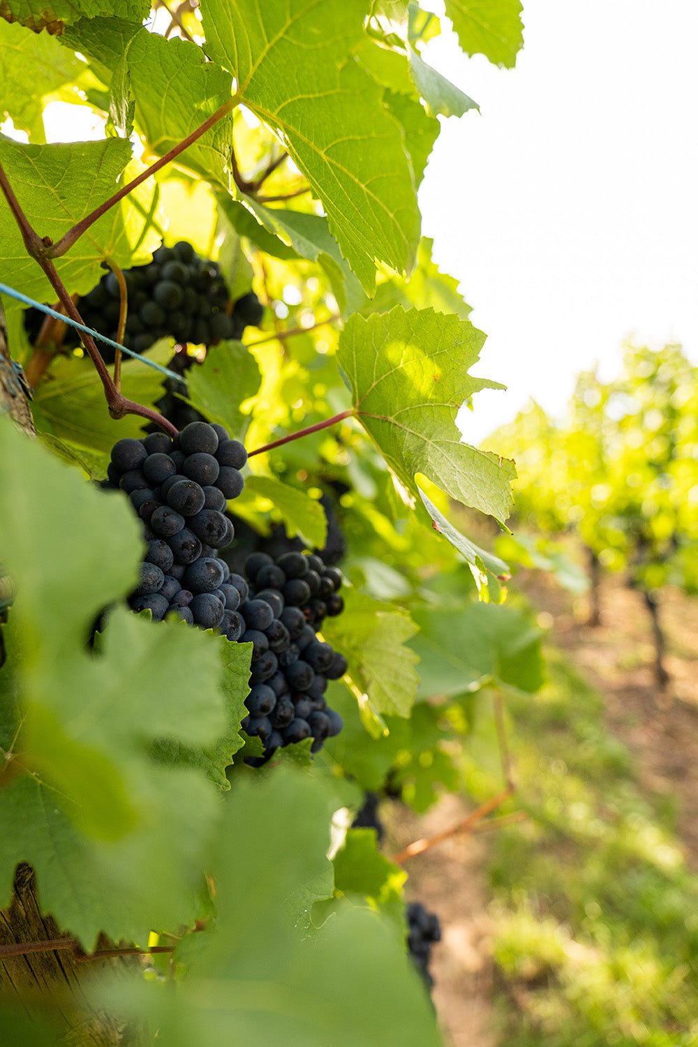 Pinot Noir