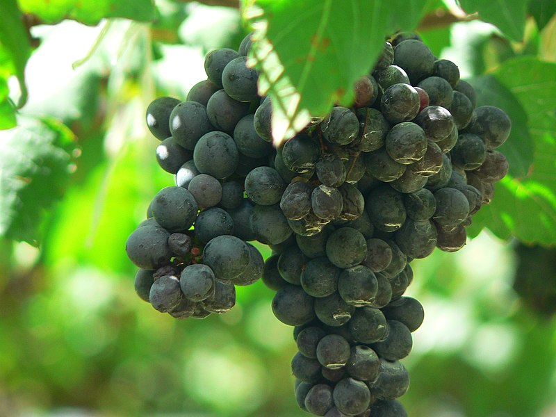 Syrah Or Shiraz