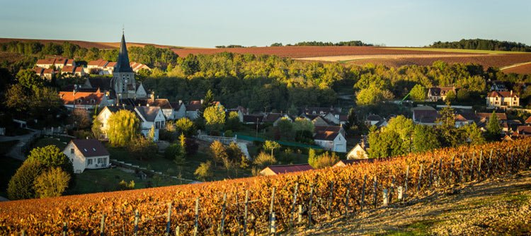 Chablis - Osomm Wine