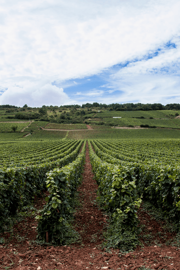 Burgundy, France - Osomm