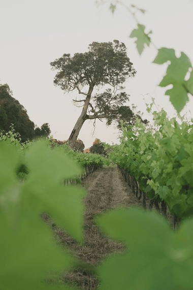 Western Australia, Australia - Osomm