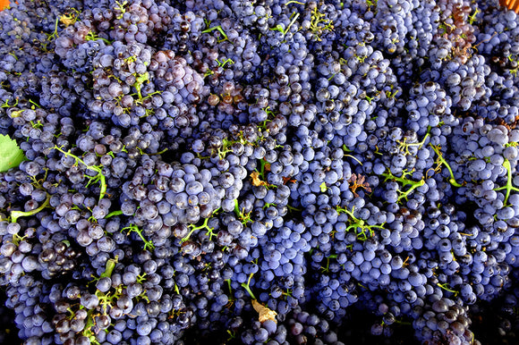 Maxime francois summary image