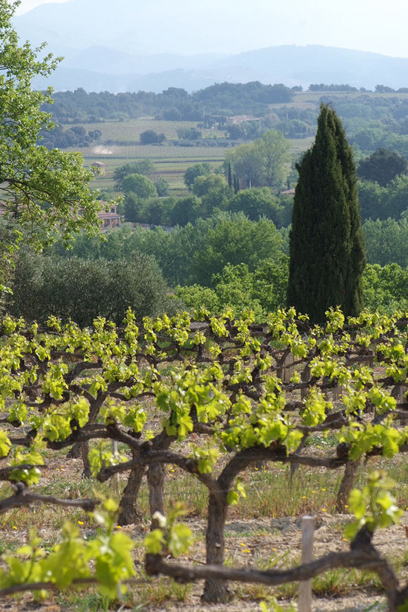 Maxime francois terroir image