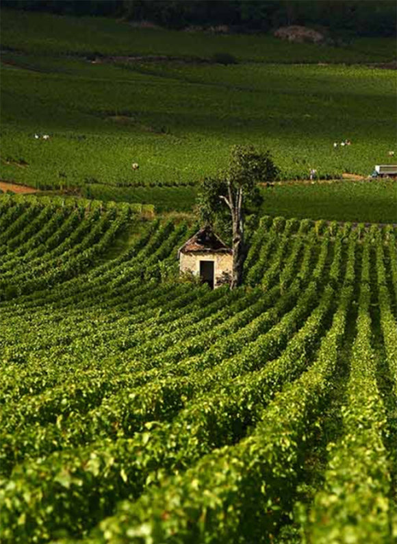 Bachelet terroir image