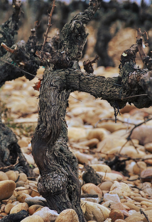 Banneret terroir image