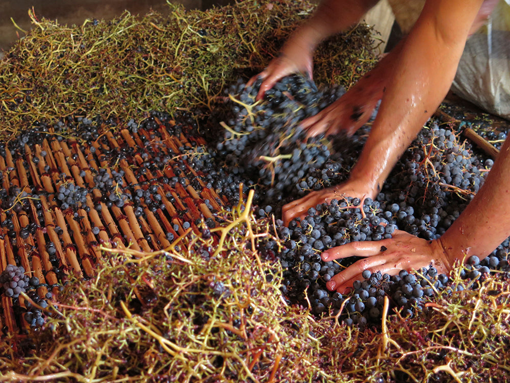 Vina Gonzales Bastias