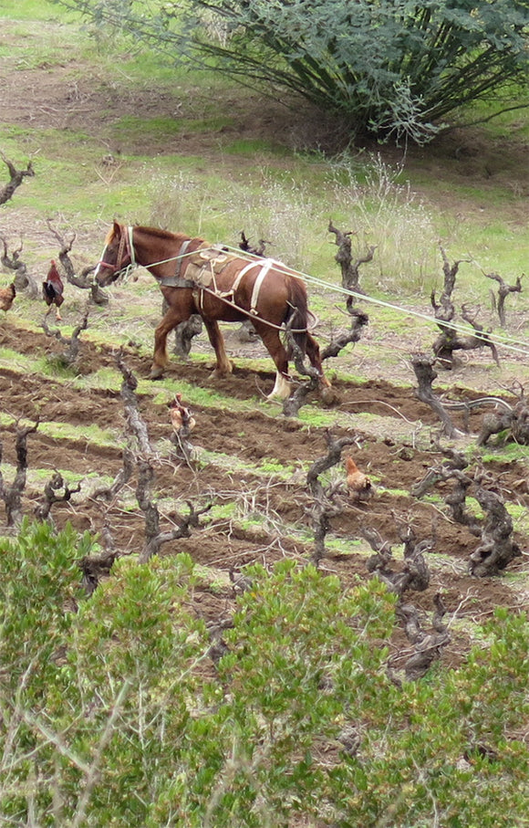 Bastias terroir image