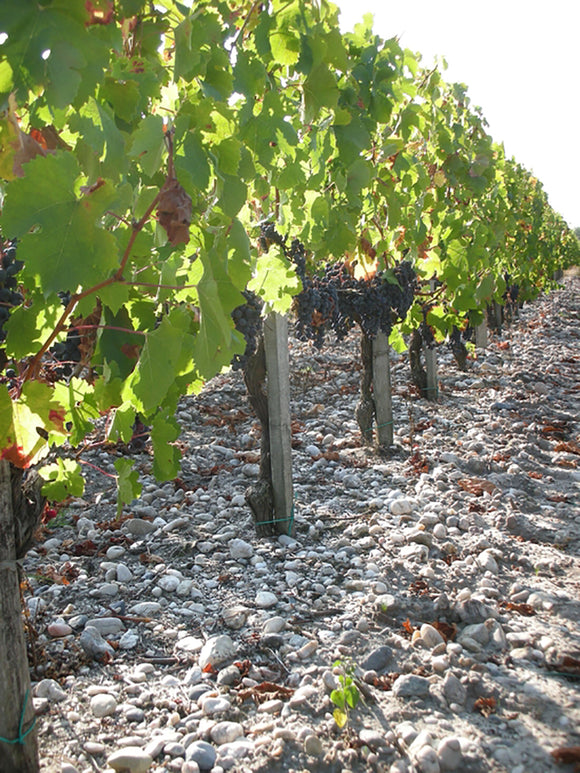 Chateau aney terroir