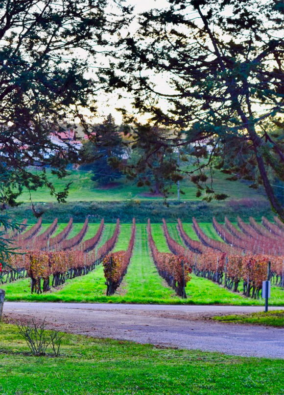 Chateau du cedre history