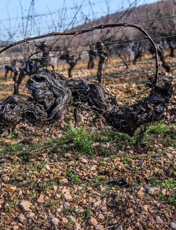 Chateau du cedre terroir