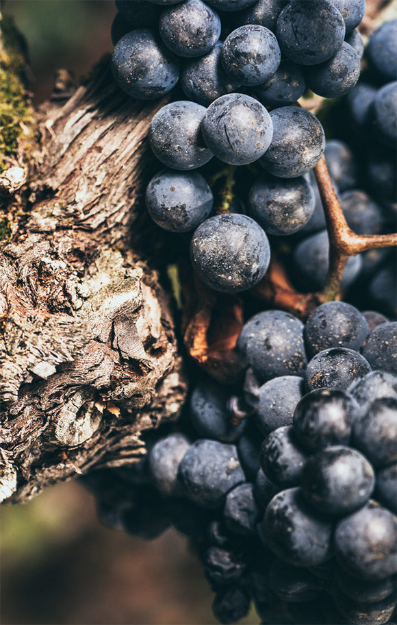 Chateau fayat terroir image