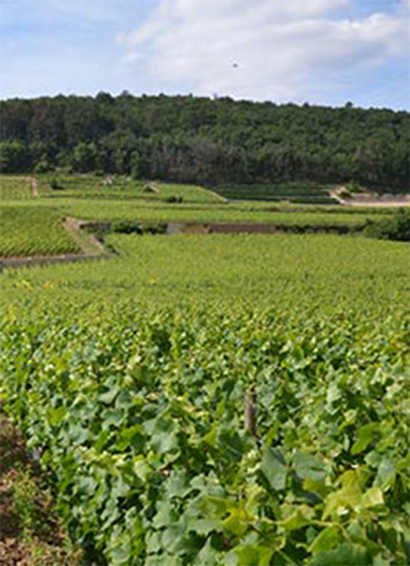 Claude dugat terroir image