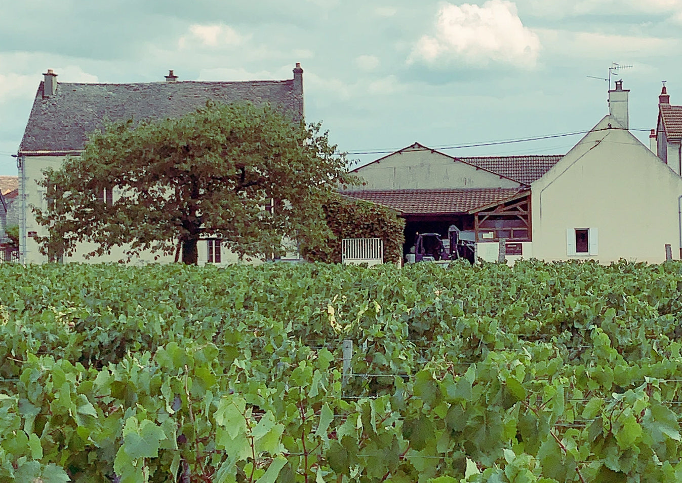 Gros Christian & Fils, Bourgogne