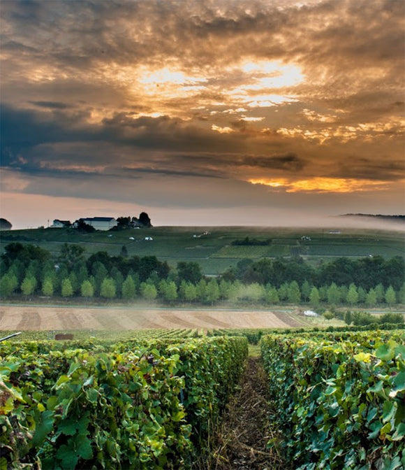 Image terroir 8ec3e76e 08f0 449e abb2 1ae24fc7b46b