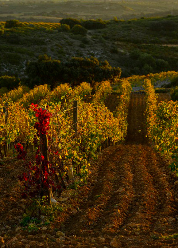 Image terroir ad8a7f79 d2be 40da 84d4 0ab9f7b5dc77