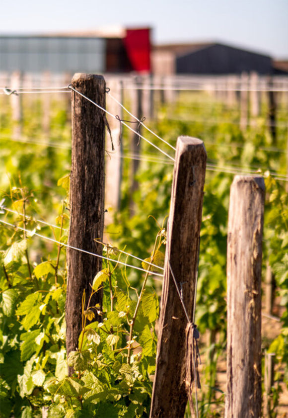 La dominique terroir image