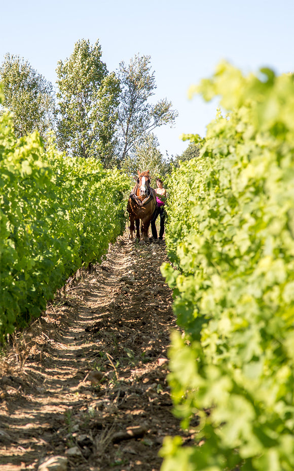 Mas de libian history image