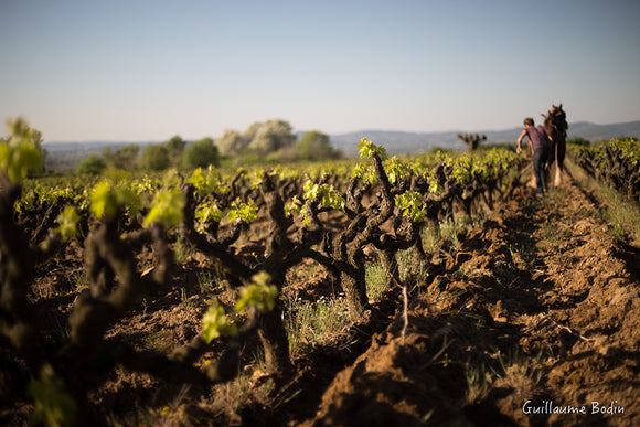 Mas de libian summary image