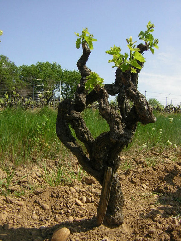 Mas de libian terroir image image