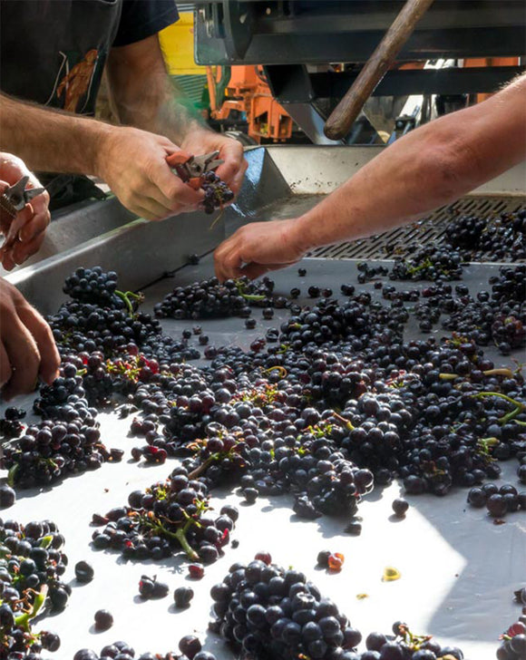 Mikulski savoir faire image