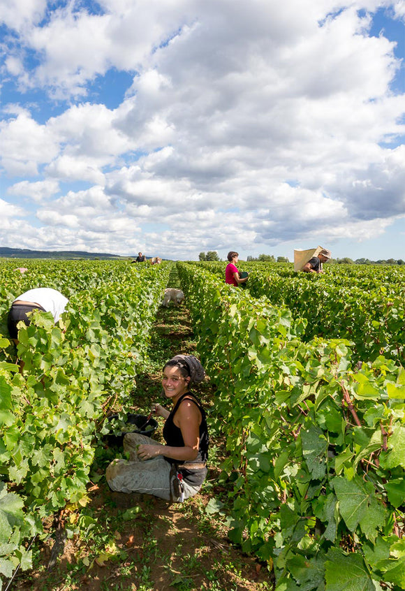 Mikulski terroir image