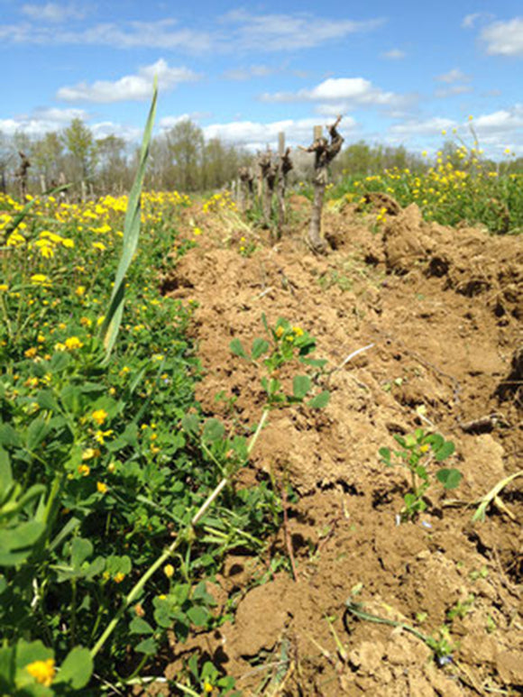 Plageoles image terroir