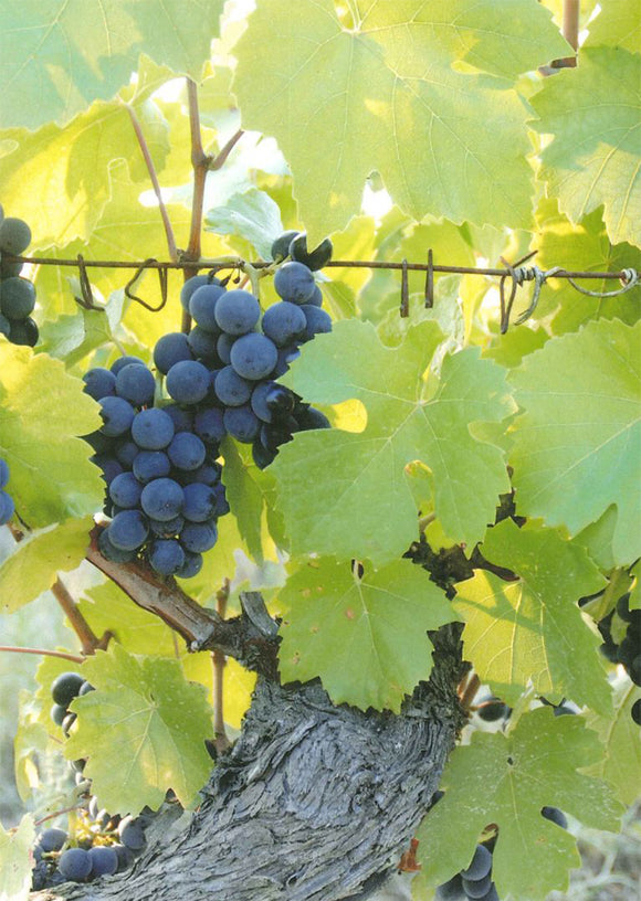 Plaisance terroir image