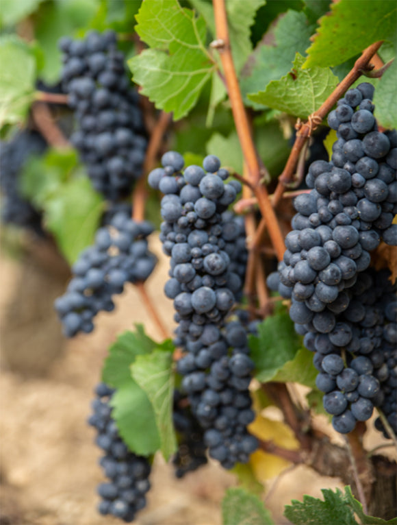 Quentin jeannot savoir faire image