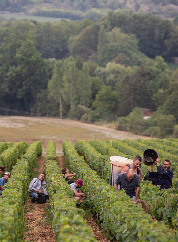 Quentin jeannot terroir image