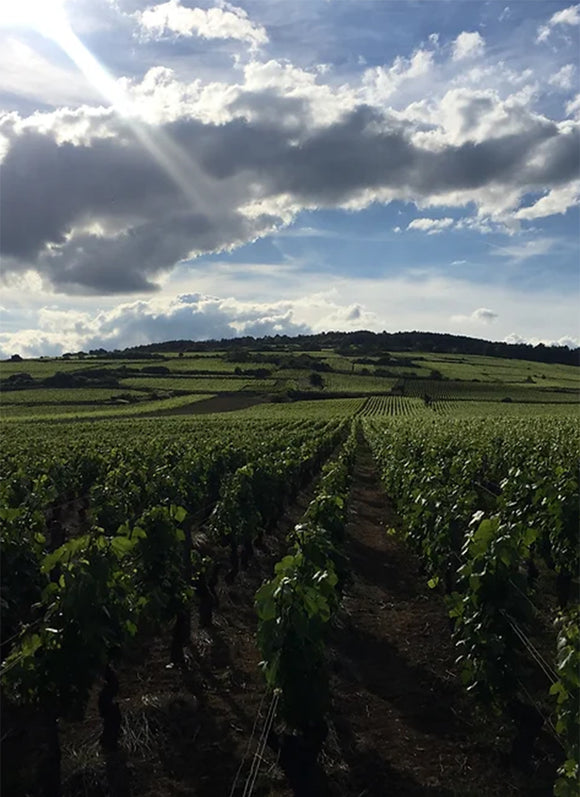 Reburgeom image terroir