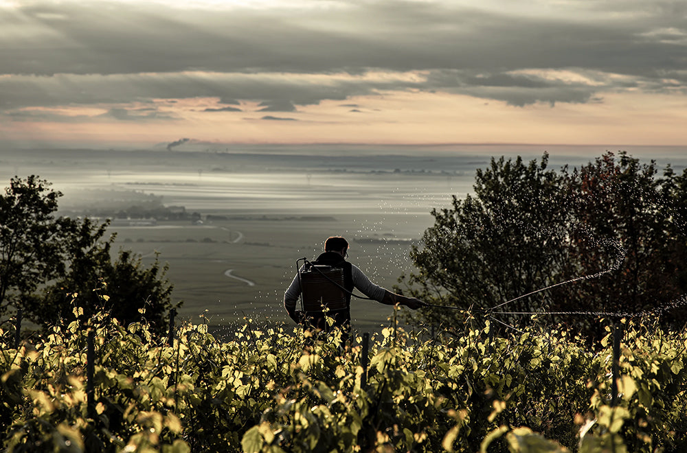 Champagne Stéphane Regnault