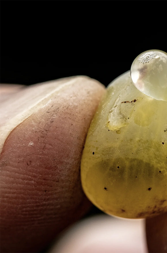 Stephane regnault terroir image