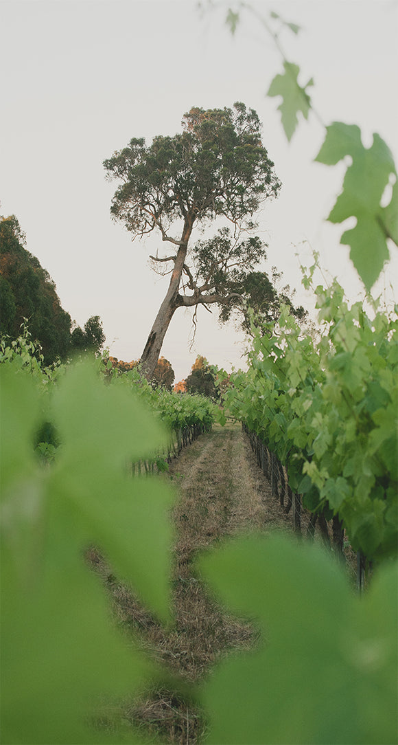 Terroir blind corner b0acf367 3d00 4a80 87f8 07a2b3720159