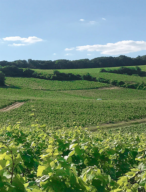 Vergnon terroir image